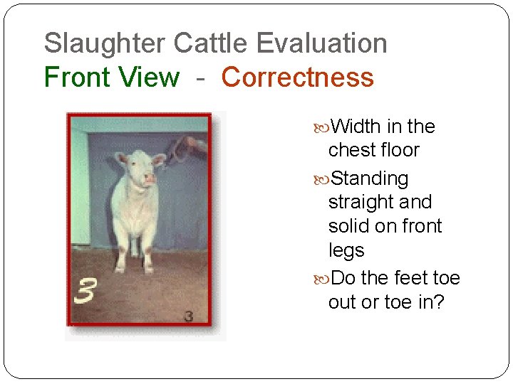 Slaughter Cattle Evaluation Front View - Correctness Width in the chest floor Standing straight Slaughter Cattle Evaluation Front View - Correctness Width in the chest floor Standing straight
