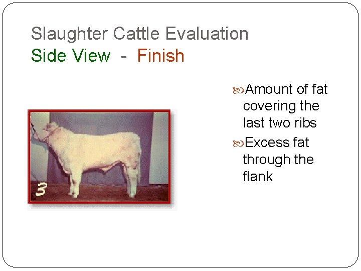 Slaughter Cattle Evaluation Side View - Finish Amount of fat covering the last two Slaughter Cattle Evaluation Side View - Finish Amount of fat covering the last two