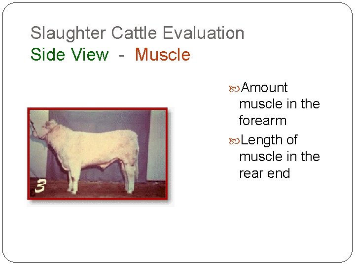 Slaughter Cattle Evaluation Side View - Muscle Amount muscle in the forearm Length of Slaughter Cattle Evaluation Side View - Muscle Amount muscle in the forearm Length of