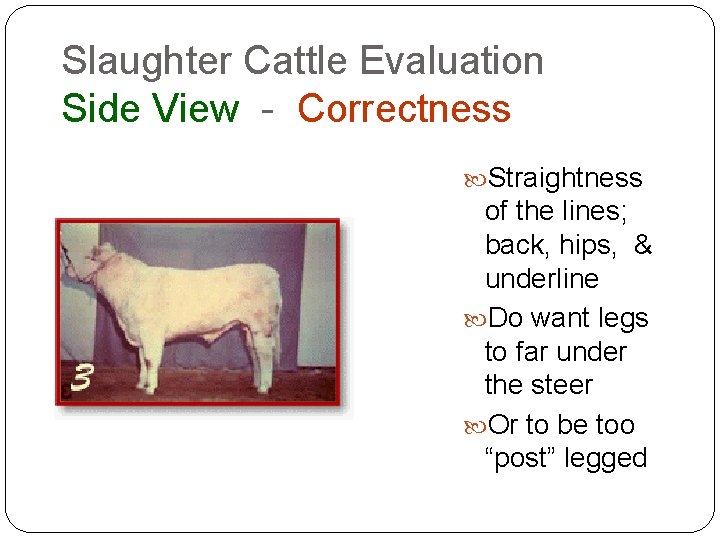 Slaughter Cattle Evaluation Side View - Correctness Straightness of the lines; back, hips, & Slaughter Cattle Evaluation Side View - Correctness Straightness of the lines; back, hips, &