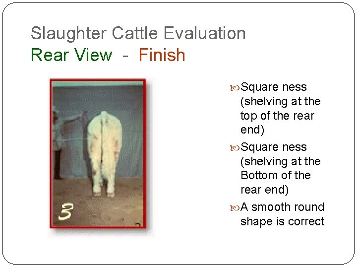 Slaughter Cattle Evaluation Rear View - Finish Square ness (shelving at the top of Slaughter Cattle Evaluation Rear View - Finish Square ness (shelving at the top of