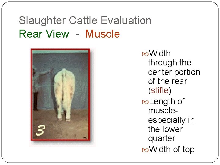Slaughter Cattle Evaluation Rear View - Muscle Width through the center portion of the Slaughter Cattle Evaluation Rear View - Muscle Width through the center portion of the