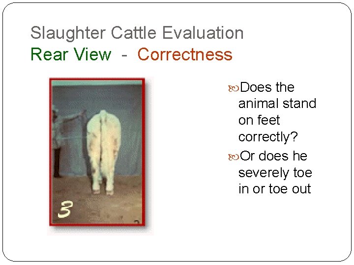 Slaughter Cattle Evaluation Rear View - Correctness Does the animal stand on feet correctly? Slaughter Cattle Evaluation Rear View - Correctness Does the animal stand on feet correctly?