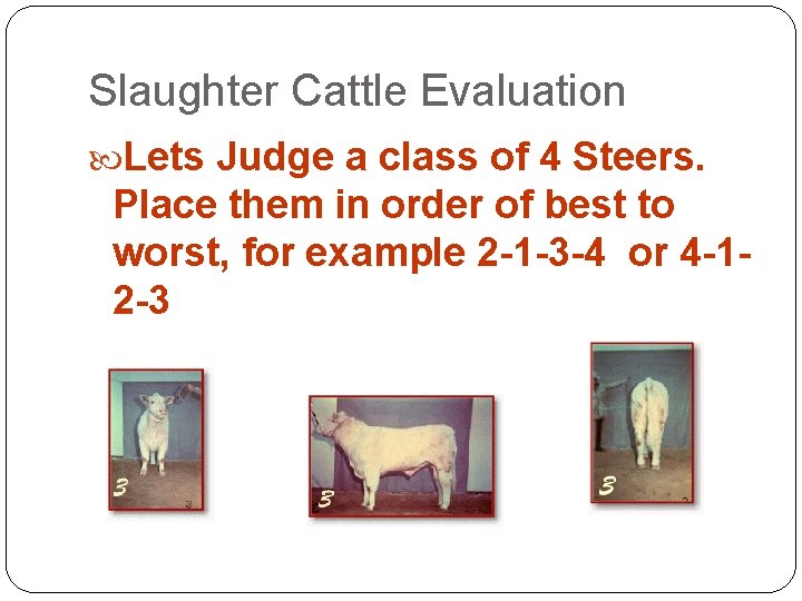 Slaughter Cattle Evaluation Lets Judge a class of 4 Steers. Place them in order Slaughter Cattle Evaluation Lets Judge a class of 4 Steers. Place them in order