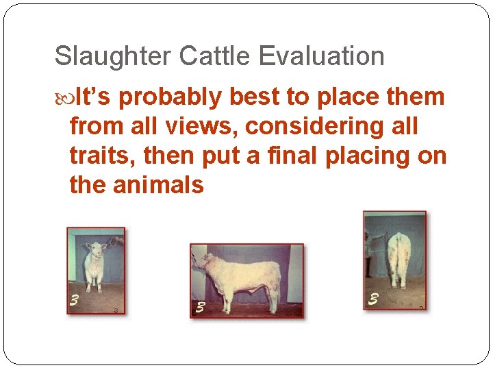 Slaughter Cattle Evaluation It’s probably best to place them from all views, considering all Slaughter Cattle Evaluation It’s probably best to place them from all views, considering all