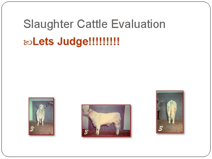 Slaughter Cattle Evaluation Lets Judge!!!!! Slaughter Cattle Evaluation Lets Judge!!!!!
