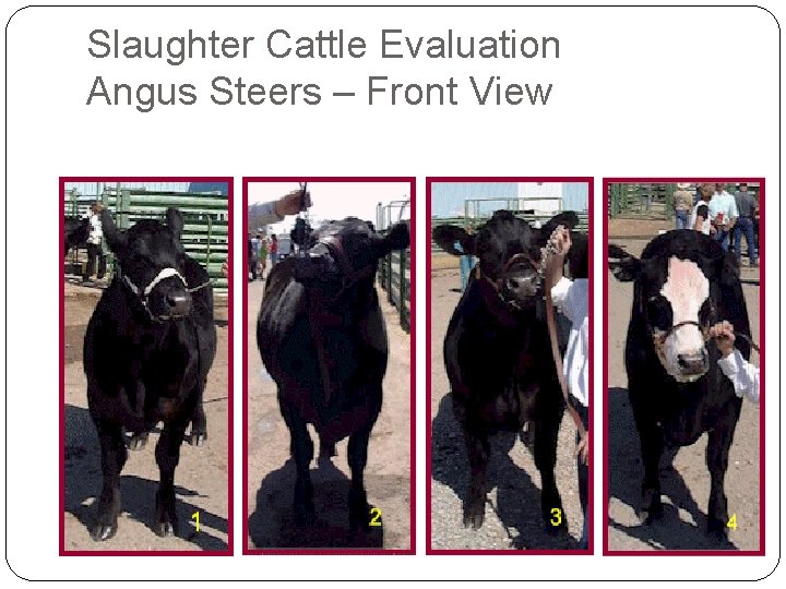 Slaughter Cattle Evaluation Angus Steers – Front View Slaughter Cattle Evaluation Angus Steers – Front View