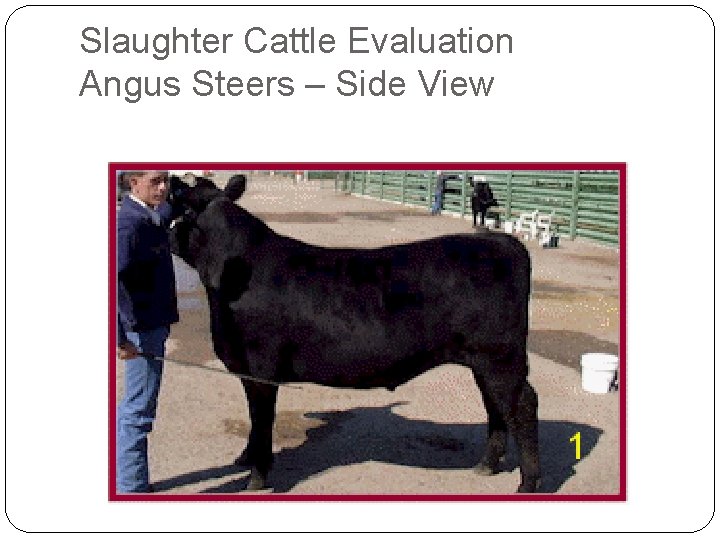 Slaughter Cattle Evaluation Angus Steers – Side View Slaughter Cattle Evaluation Angus Steers – Side View