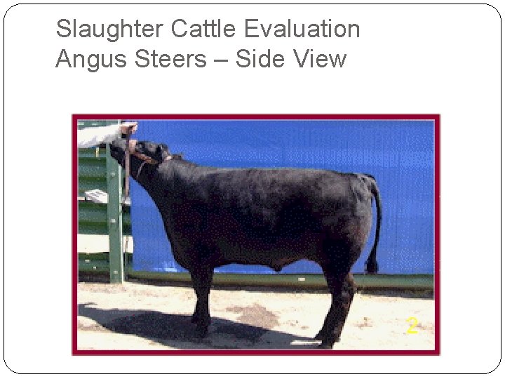 Slaughter Cattle Evaluation Angus Steers – Side View Slaughter Cattle Evaluation Angus Steers – Side View