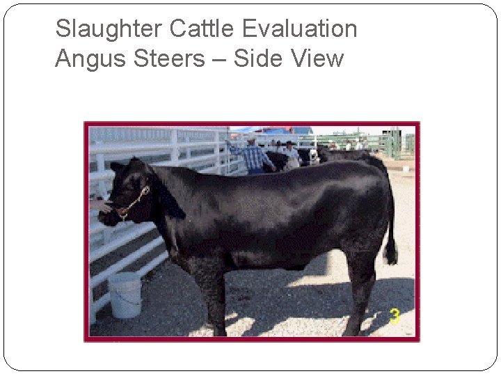 Slaughter Cattle Evaluation Angus Steers – Side View Slaughter Cattle Evaluation Angus Steers – Side View