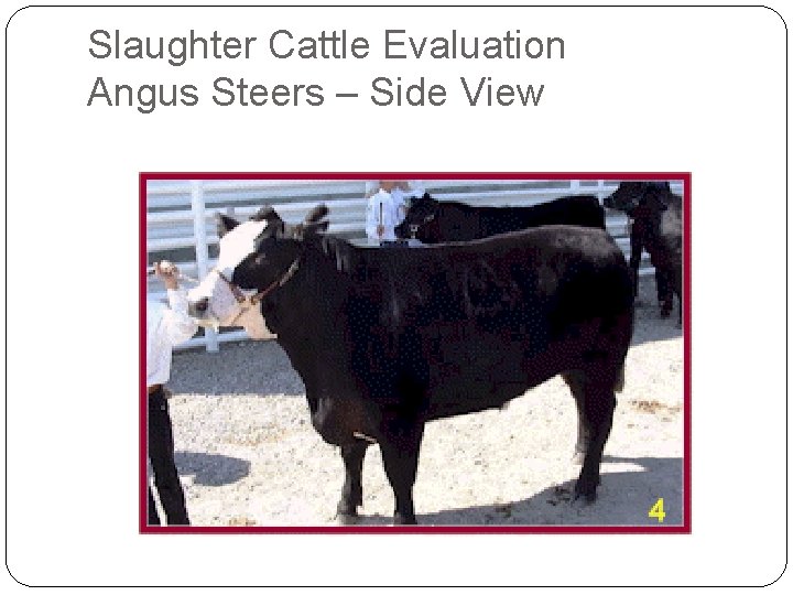 Slaughter Cattle Evaluation Angus Steers – Side View Slaughter Cattle Evaluation Angus Steers – Side View