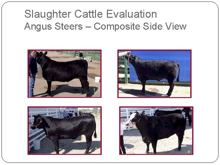 Slaughter Cattle Evaluation Angus Steers – Composite Side View Slaughter Cattle Evaluation Angus Steers – Composite Side View