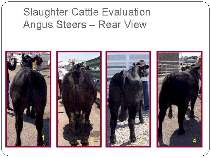 Slaughter Cattle Evaluation Angus Steers – Rear View Slaughter Cattle Evaluation Angus Steers – Rear View