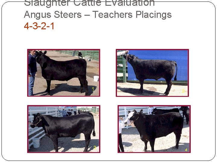 Slaughter Cattle Evaluation Angus Steers – Teachers Placings 4 -3 -2 -1 Slaughter Cattle Evaluation Angus Steers – Teachers Placings 4 -3 -2 -1
