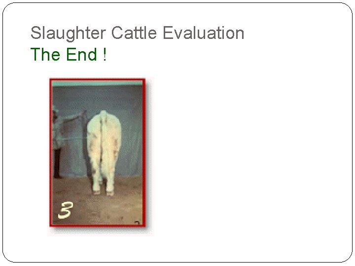Slaughter Cattle Evaluation The End ! Slaughter Cattle Evaluation The End !