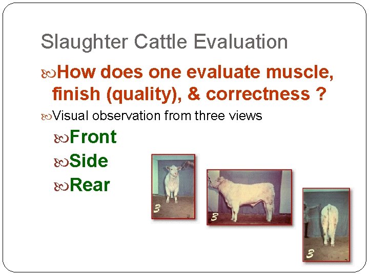 Slaughter Cattle Evaluation How does one evaluate muscle, finish (quality), & correctness ? Visual Slaughter Cattle Evaluation How does one evaluate muscle, finish (quality), & correctness ? Visual