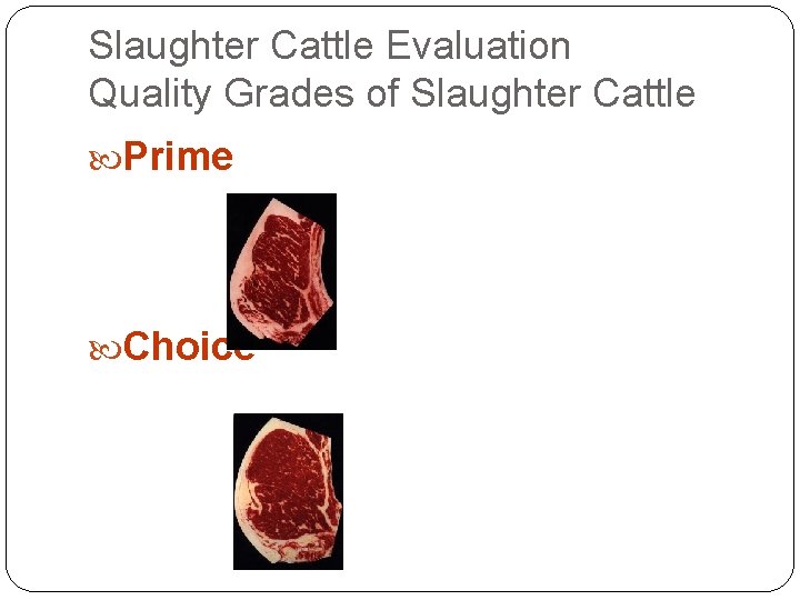 Slaughter Cattle Evaluation Quality Grades of Slaughter Cattle Prime Choice Slaughter Cattle Evaluation Quality Grades of Slaughter Cattle Prime Choice