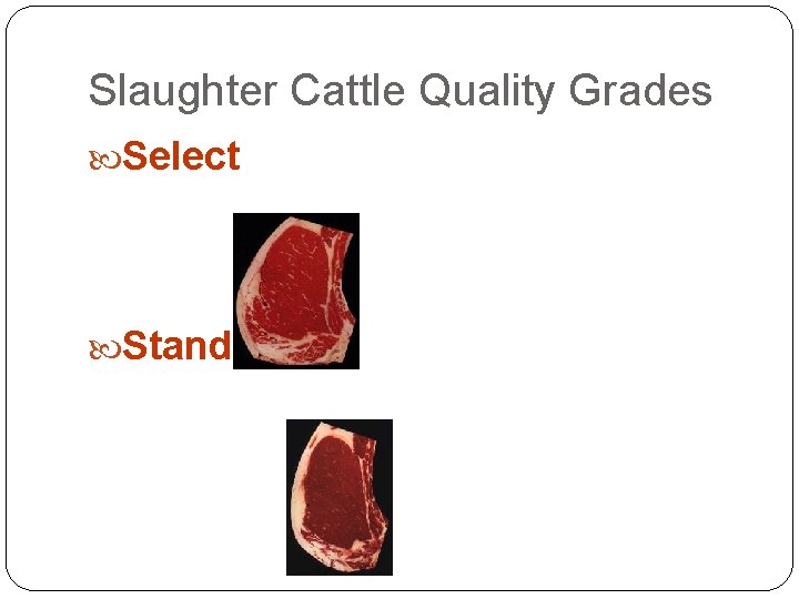 Slaughter Cattle Quality Grades Select Standard Slaughter Cattle Quality Grades Select Standard