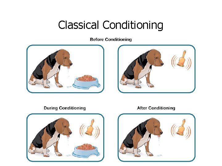 Classical Conditioning Classical Conditioning