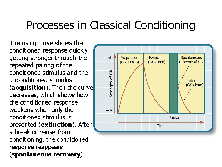 Processes in Classical Conditioning The rising curve shows the conditioned response quickly getting stronger