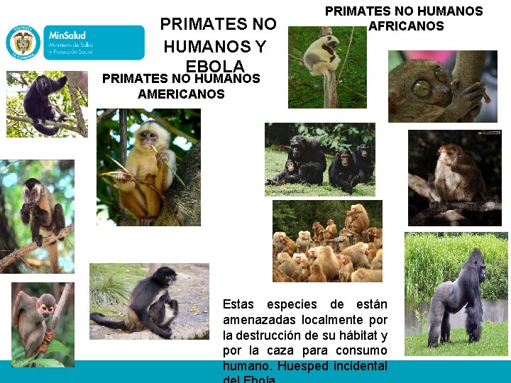 PRIMATES NO HUMANOS Y EBOLA PRIMATES NO HUMANOS AFRICANOS PRIMATES NO HUMANOS AMERICANOS Estas