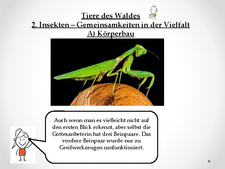 Tiere des Waldes 2. Insekten – Gemeinsamkeiten in der Vielfalt A) Körperbau Auch wenn