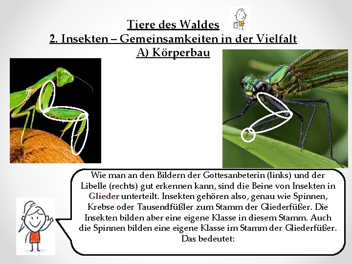 Tiere des Waldes 2. Insekten – Gemeinsamkeiten in der Vielfalt A) Körperbau Wie man