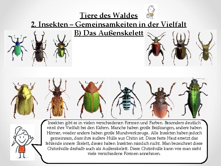 Tiere des Waldes 2. Insekten – Gemeinsamkeiten in der Vielfalt B) Das Außenskelett Insekten