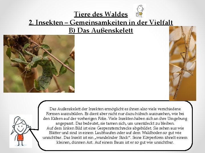 Tiere des Waldes 2. Insekten – Gemeinsamkeiten in der Vielfalt B) Das Außenskelett der
