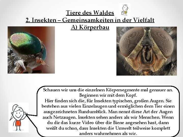 Tiere des Waldes 2. Insekten – Gemeinsamkeiten in der Vielfalt A) Körperbau Schauen wir