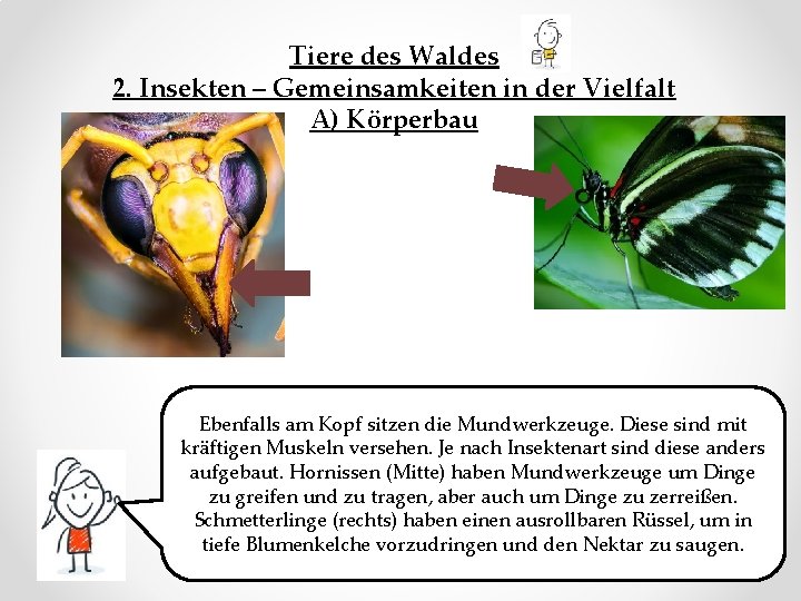 Tiere des Waldes 2. Insekten – Gemeinsamkeiten in der Vielfalt A) Körperbau Ebenfalls am