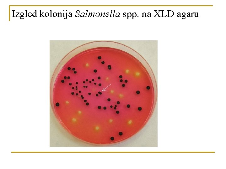 Izgled kolonija Salmonella spp. na XLD agaru 