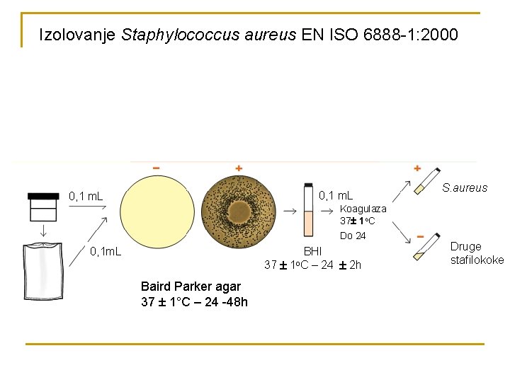 Izolovanje Staphylococcus aureus EN ISO 6888 -1: 2000 0, 1 m. L Koagulaza 37