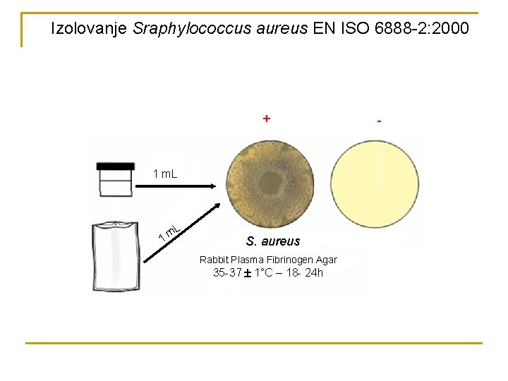 Izolovanje Sraphylococcus aureus EN ISO 6888 -2: 2000 + 1 m. L L 1