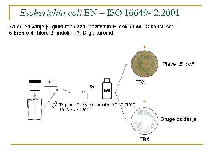 Escherichia coli EN – ISO 16649 - 2: 2001 Za određivanje -glukuronidaza- pozitivnih E.