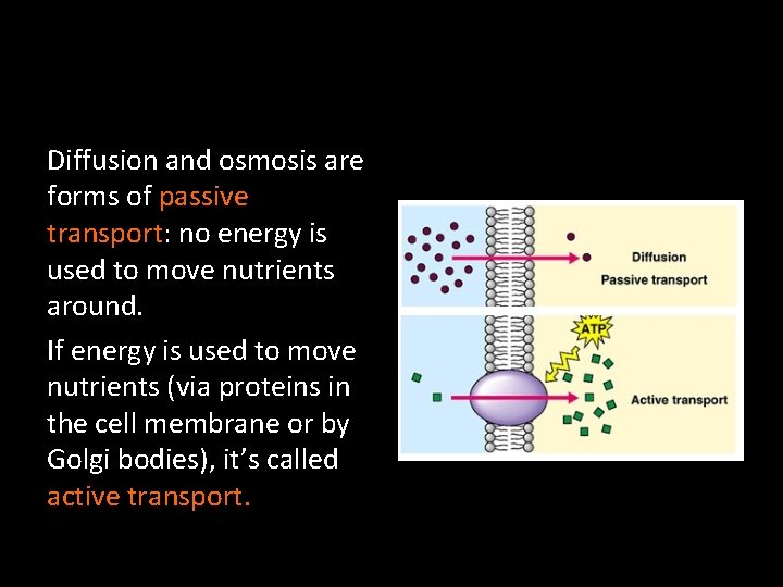 Diffusion and osmosis are forms of passive transport: no energy is used to move