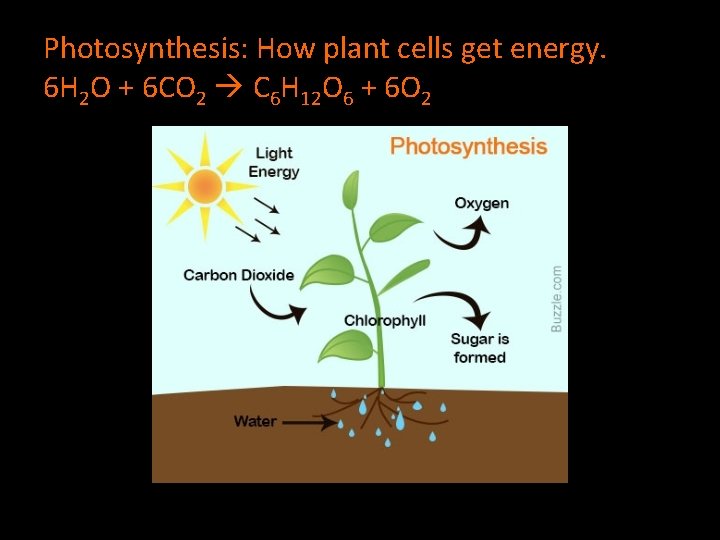 Photosynthesis: How plant cells get energy. 6 H 2 O + 6 CO 2
