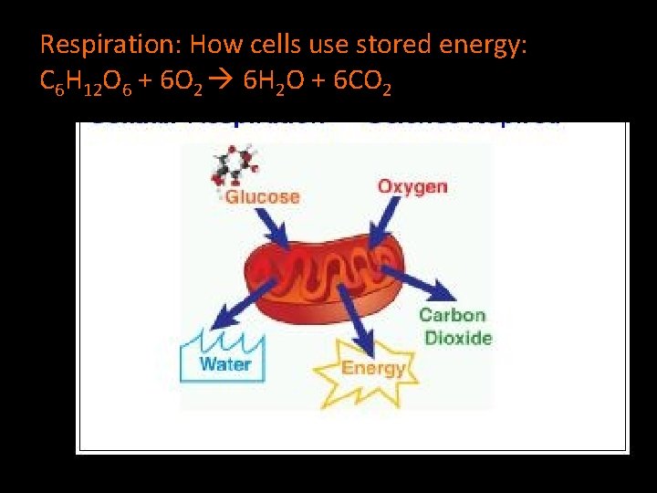 Respiration: How cells use stored energy: C 6 H 12 O 6 + 6