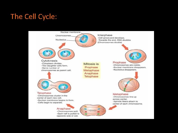 The Cell Cycle: 