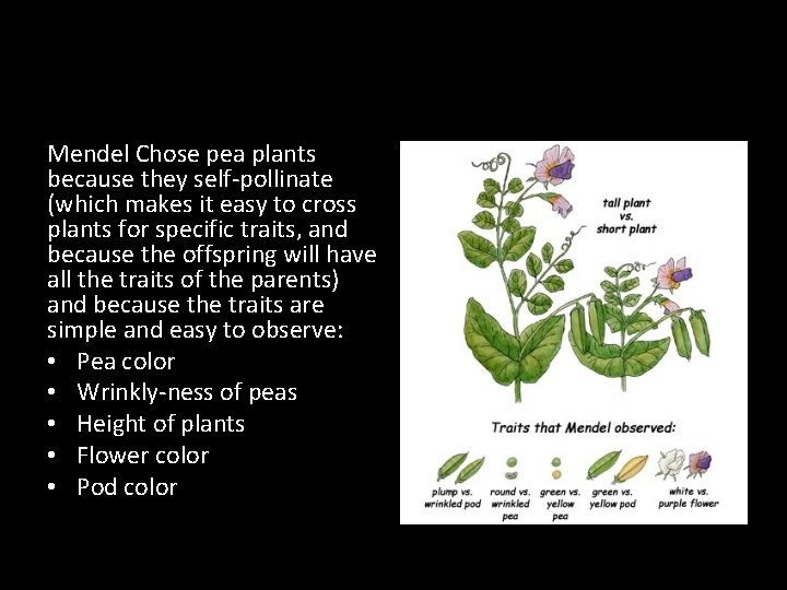 Mendel Chose pea plants because they self-pollinate (which makes it easy to cross plants