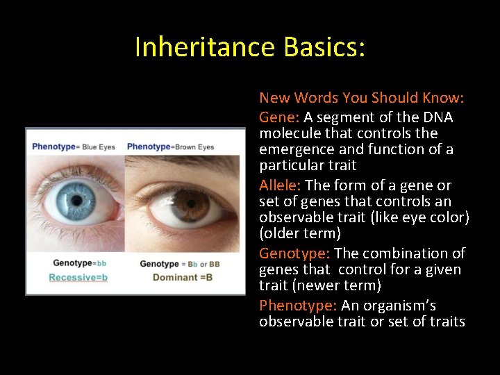 Inheritance Basics: New Words You Should Know: Gene: A segment of the DNA molecule