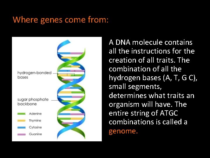 Where genes come from: A DNA molecule contains all the instructions for the creation