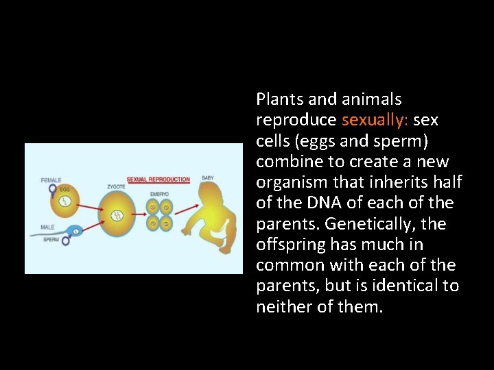 Plants and animals reproduce sexually: sex cells (eggs and sperm) combine to create a