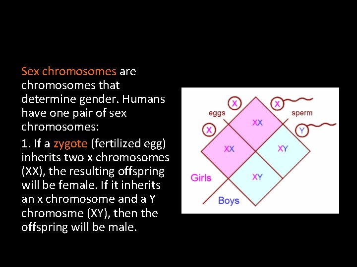 Sex chromosomes are chromosomes that determine gender. Humans have one pair of sex chromosomes: