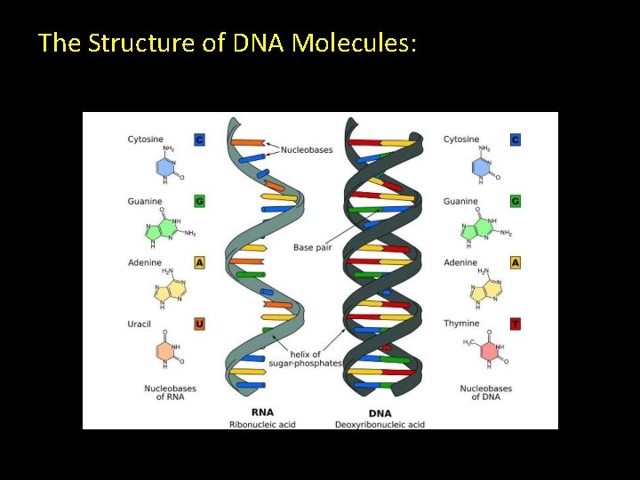 The Structure of DNA Molecules: 