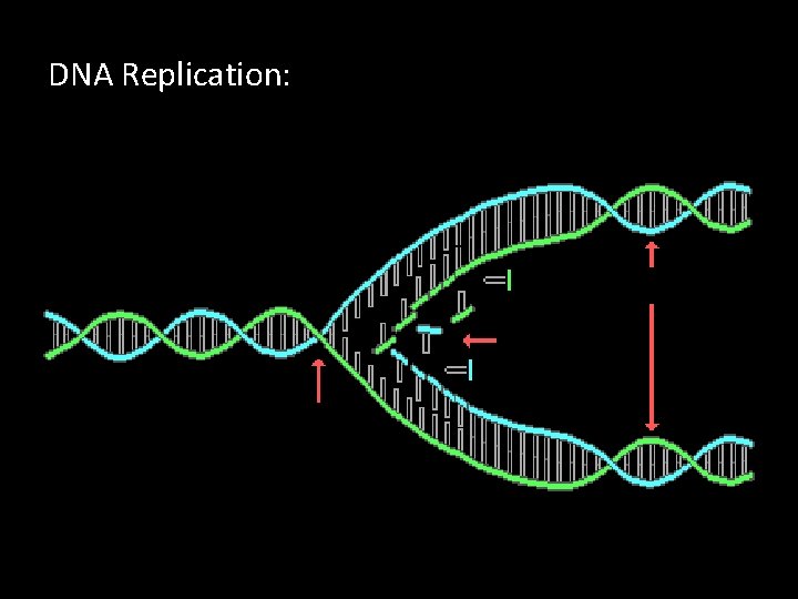 DNA Replication: 
