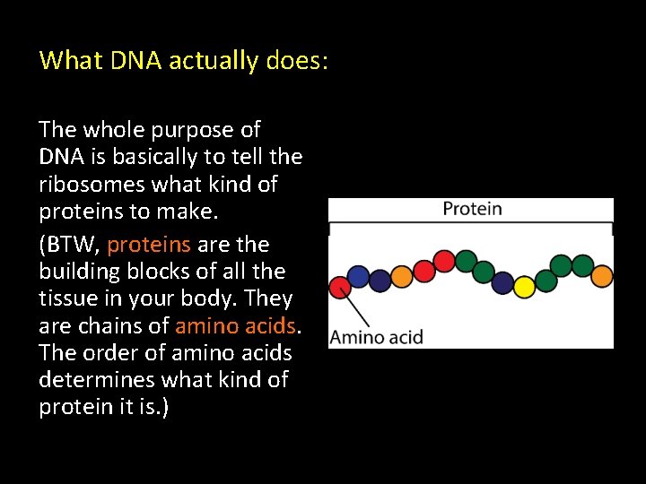 What DNA actually does: The whole purpose of DNA is basically to tell the