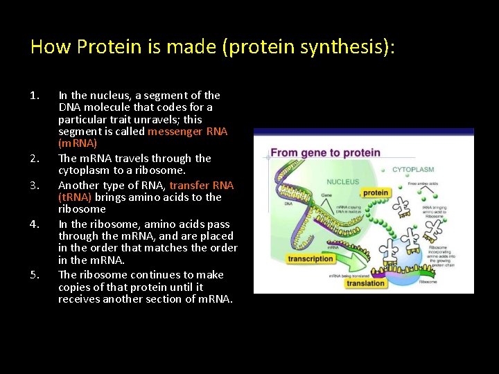 How Protein is made (protein synthesis): 1. 2. 3. 4. 5. In the nucleus,