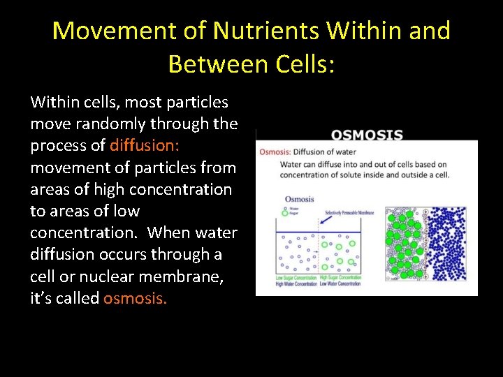 Movement of Nutrients Within and Between Cells: Within cells, most particles move randomly through