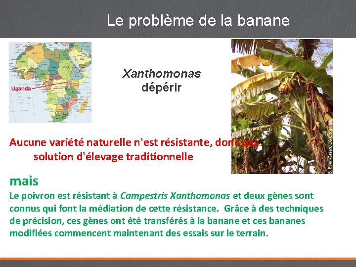 Le problème de la banane Xanthomonas dépérir Aucune variété naturelle n'est résistante, donc pas